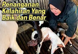 Kambing Melahirkan Kembar Belajar Bermain